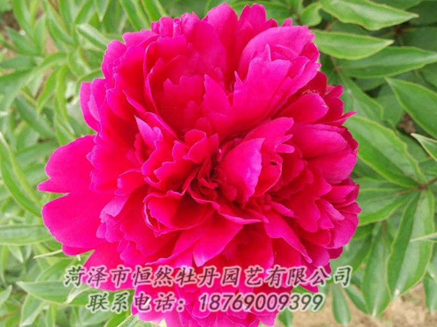 點擊查看詳細信息<br>標題：紅色芍藥 閱讀次數(shù)：969