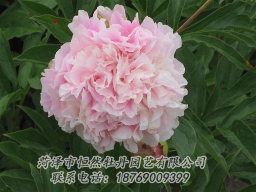 點(diǎn)擊查看詳細(xì)信息<br>標(biāo)題：粉面桃花 閱讀次數(shù)：1242