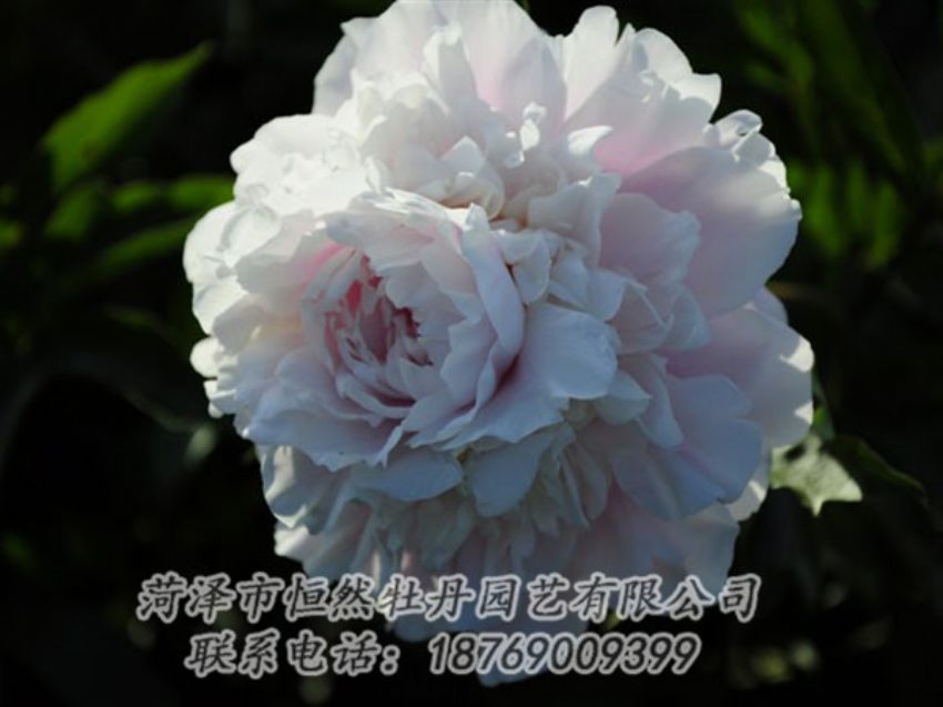 點(diǎn)擊查看詳細(xì)信息<br>標(biāo)題：粉色芍藥 閱讀次數(shù)：1094