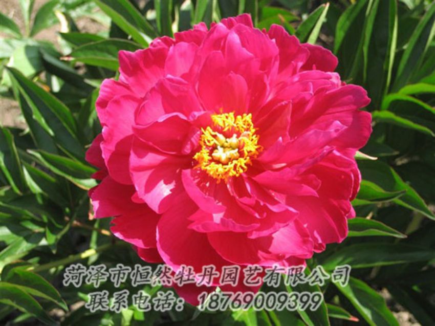 點(diǎn)擊查看詳細(xì)信息<br>標(biāo)題：大紅赤金 閱讀次數(shù)：1029