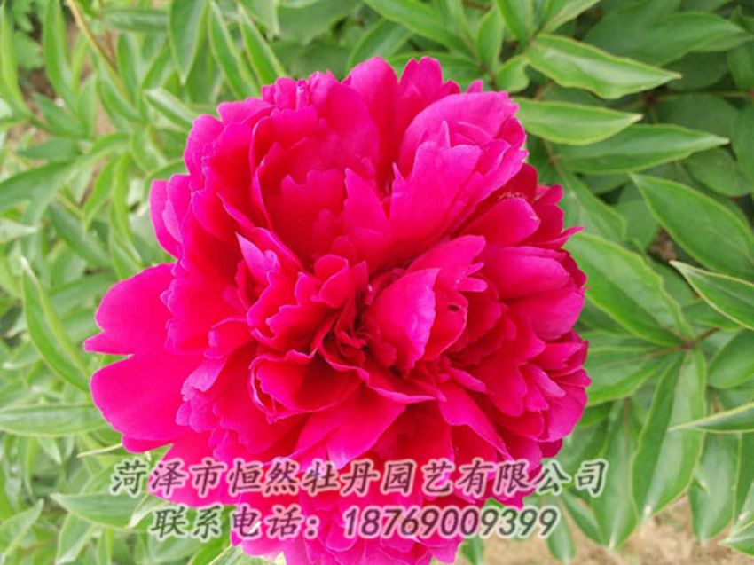 點(diǎn)擊查看詳細(xì)信息<br>標(biāo)題：紅色芍藥 閱讀次數(shù)：972