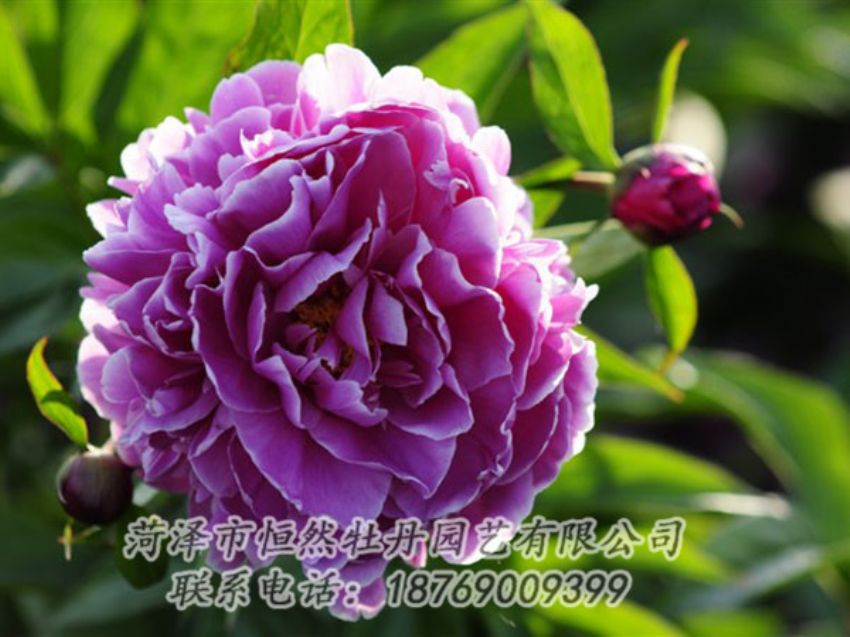 點(diǎn)擊查看詳細(xì)信息<br>標(biāo)題：紫色芍藥 閱讀次數(shù)：1186