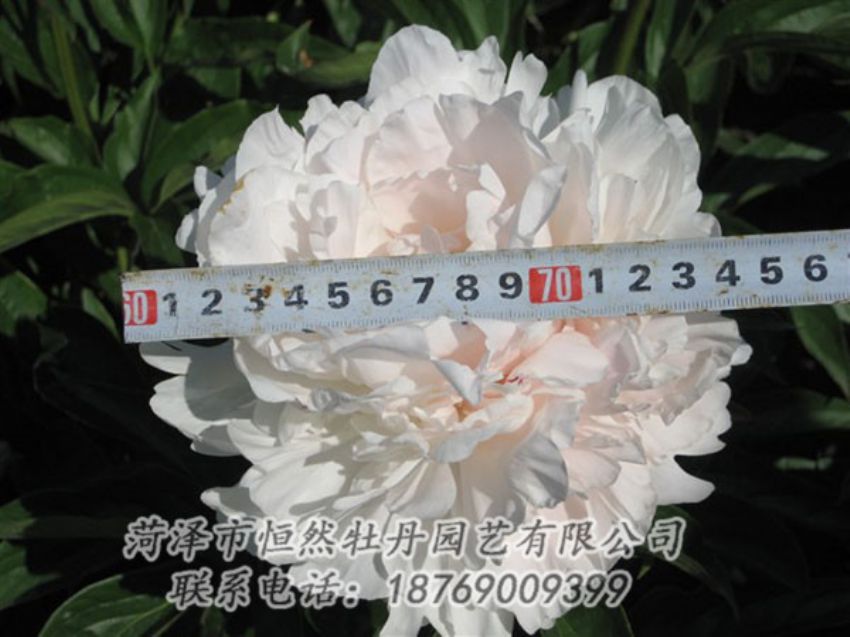 點(diǎn)擊查看詳細(xì)信息<br>標(biāo)題：雪峰 閱讀次數(shù)：1059