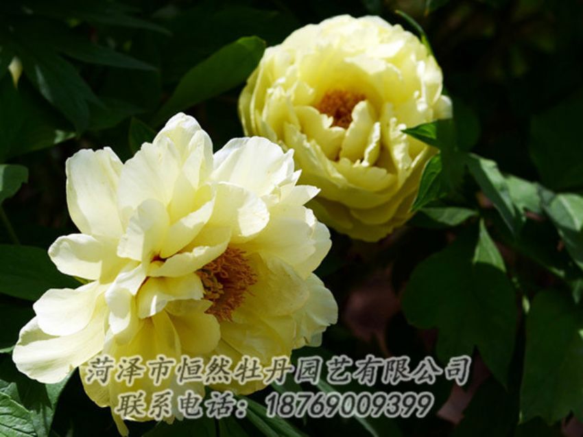 點(diǎn)擊查看詳細(xì)信息<br>標(biāo)題：黃色芍藥 閱讀次數(shù)：1150