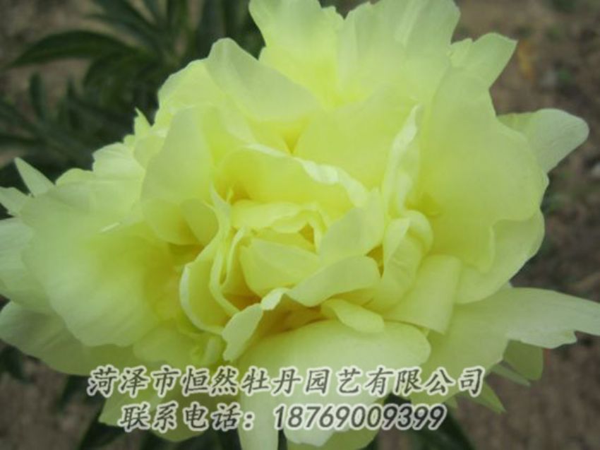 點(diǎn)擊查看詳細(xì)信息<br>標(biāo)題：黃色芍藥 閱讀次數(shù)：1171