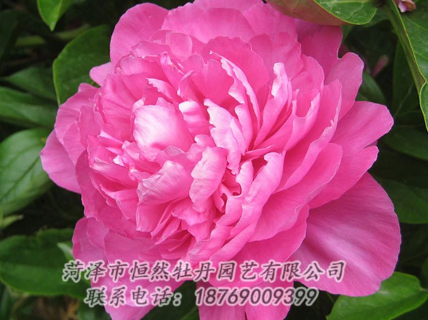 點擊查看詳細信息<br>標題：紅色芍藥 閱讀次數：1020