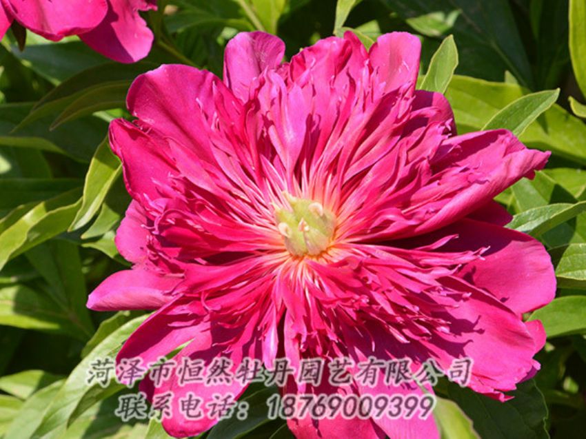 點(diǎn)擊查看詳細(xì)信息<br>標(biāo)題：紅色芍藥 閱讀次數(shù)：1058