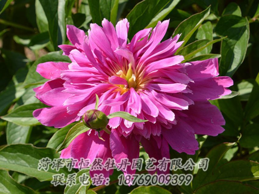 點(diǎn)擊查看詳細(xì)信息<br>標(biāo)題：紅色芍藥 閱讀次數(shù)：1088