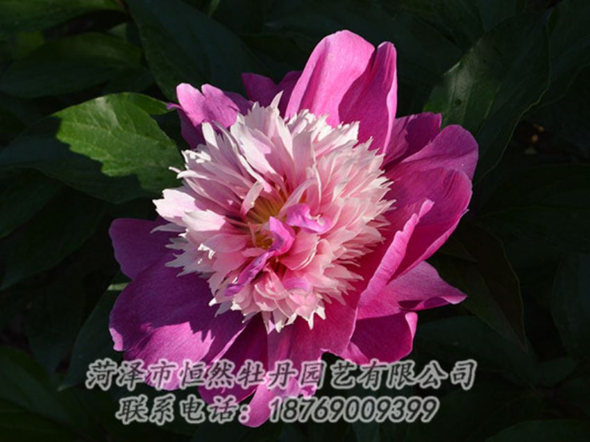 點(diǎn)擊查看詳細(xì)信息<br>標(biāo)題：紅色芍藥 閱讀次數(shù)：1166