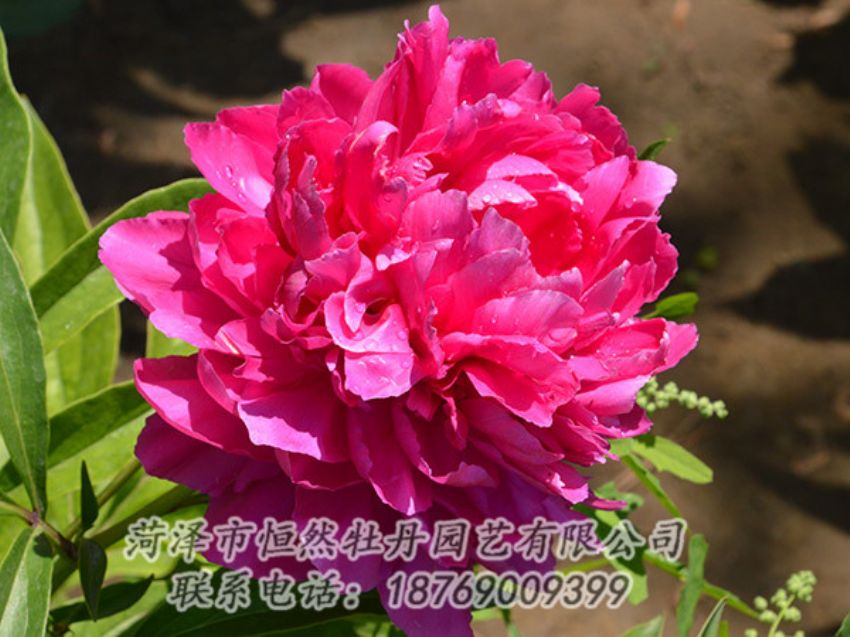 點(diǎn)擊查看詳細(xì)信息<br>標(biāo)題：紅色芍藥 閱讀次數(shù)：1069