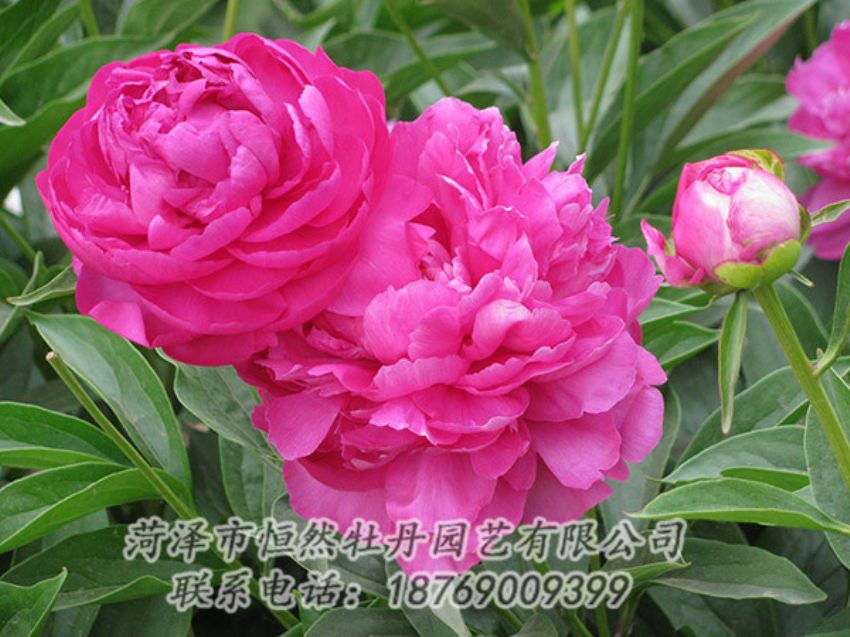 點(diǎn)擊查看詳細(xì)信息<br>標(biāo)題：紅色芍藥 閱讀次數(shù)：1106