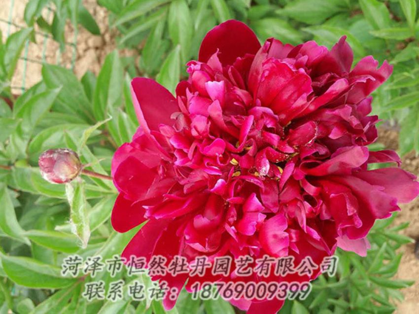 點(diǎn)擊查看詳細(xì)信息<br>標(biāo)題：紅色芍藥 閱讀次數(shù)：1117