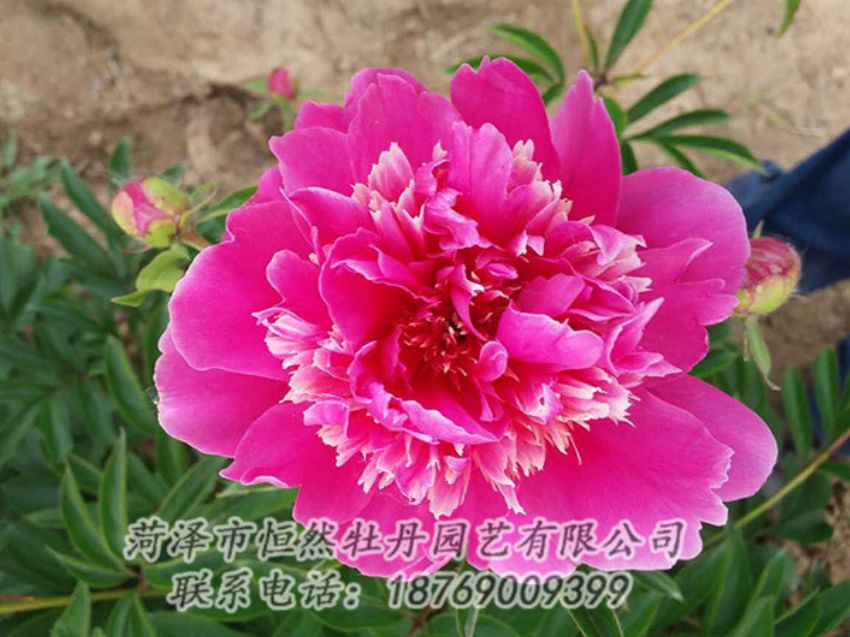 點(diǎn)擊查看詳細(xì)信息<br>標(biāo)題：紅色芍藥 閱讀次數(shù)：1147