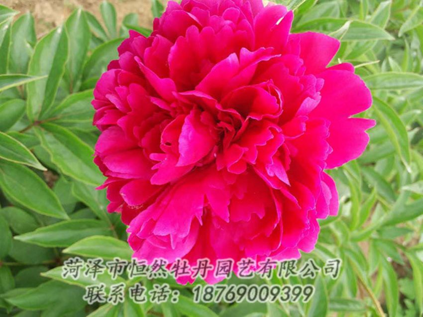 點(diǎn)擊查看詳細(xì)信息<br>標(biāo)題：紅色芍藥 閱讀次數(shù)：1182