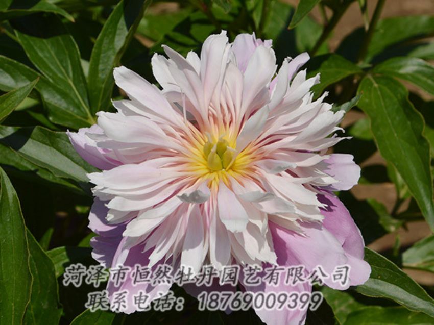 點(diǎn)擊查看詳細(xì)信息<br>標(biāo)題：粉色芍藥 閱讀次數(shù)：1230