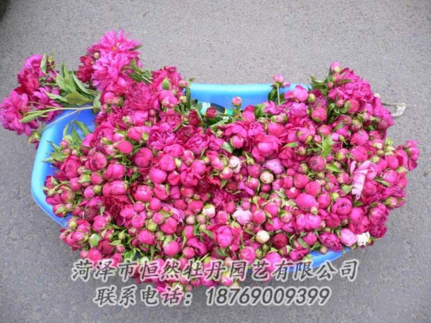 點(diǎn)擊查看詳細(xì)信息<br>標(biāo)題：芍藥切花 閱讀次數(shù)：1929