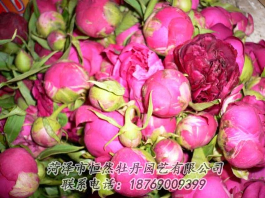 點(diǎn)擊查看詳細(xì)信息<br>標(biāo)題：芍藥切花 閱讀次數(shù)：1937